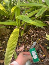 Image result for Curculigo