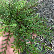 Image result for Phyllanthus paxii