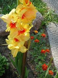 Http Www Flowers Cs Com Pictures Gladiolus Jpg Gladiolus Flower Gladiolus Flowers