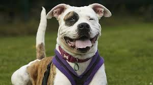 We do not want dogs returned within a few days of adoption. Coronavirus Dog Shelters Struggle As Lockdown Dries Up Funds Bbc News