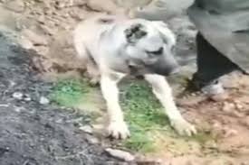 Hatay Da Zehirlenerek Olen Kopegin Sahibi Konustu Bir Coban Bunu Nasil Yapar Independent Turkce