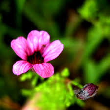 Image result for Jamesbrittenia