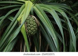 Image result for Pandanus odoratissimus