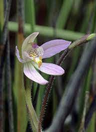Caladenia Campbellii Thick Stem Caladenia Ground Orchids Orchid Flower Orchids