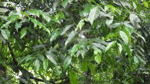 Image result for Drypetes arguta