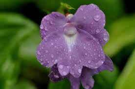 Image result for Zingiberaceae