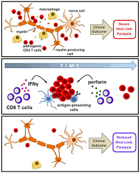 What does demyelinating disease mean? Role Of Cns Specific Autoregulatory Cd8 T Cells In Autoimmune Demyelinating Disease Nitin Karandikar Laboratory Department Of Pathology