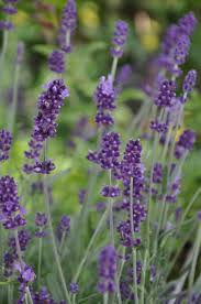 + lavandula angustifolia 'impress purple' lavanda 'impress purple'. Lavanda Vivaio Angelo Paolo Ratto