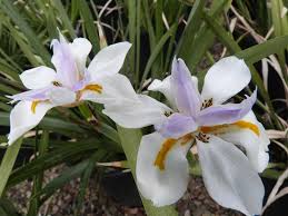 Image result for Dietes