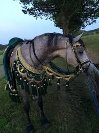 My Arabian Horses Panosundaki Pin