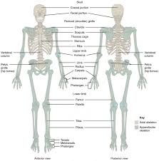Start studying lower body diagram (a&p practical 2). Divisions Of The Skeletal System Anatomy And Physiology I