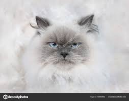 Face Of Angry Cat Stock Photo By C Karlumbriaco Hotmail Com 169008664