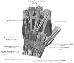 Image result for Elson Extensor Tendon Test