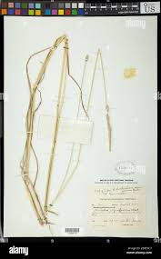 Image result for Dignathia gracilis