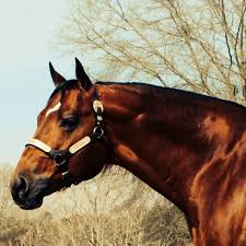 Profile for Crane Quarter Horse Ranch home of LL COOL BAY