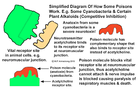 As stated before, lysosomes work as the waste discarding structures of the cell by processing undesirable materials and degrading them, both from the exterior of the cell and waste constituents inside the cell. Molecule Illustrations