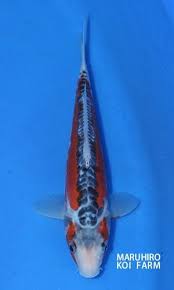 38 Gambar Carpa Koi Shusui In 2021 Koi Fish Pet Fish