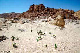 Image result for Ophioglossum polyphyllum