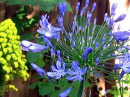 The Agapantha With A Few Flower Heads Open The Yellow Flower In The Background Is The Aeonium In Full Bloom Yellow Flowers Agapanthus Bloom