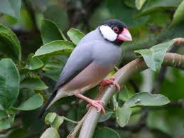 Java Sparrow Common Birds Pet Birds Bird Photo