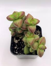 Image result for Crassula alticola