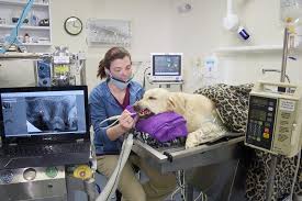 February is national pet dental health month, an important reminder that your pet's dental health plays a major role in his or her overall health. Berks County Veterinarian Pet Dental Conrad Weiser Animal Hospital