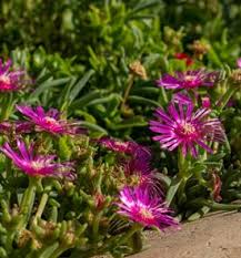 Image result for Delosperma