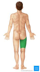 The torso muscles attach to the skeletal core of the trunk, and depending on their location are divided into two large groups: Regions Of The Lower Limb Anatomy Kenhub