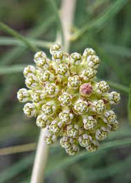 Image result for Asclepias schumanniana