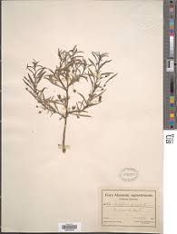 Image result for Anticharis senegalensis