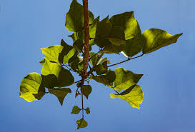 Image result for Erythrina lysistemon