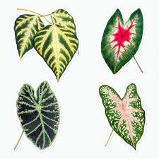 Pin On Colagens