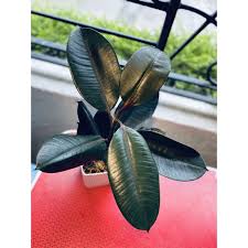 My little rubber plant is thriving. Black Prince Rubber Plant Imported Lush Live Rubber Tree Shopee Philippines