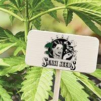 The sensi seeds cannabis seed bank offers the best cannabis seeds available! Top 10 Cannabis Samenbanken Zativo