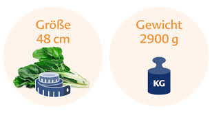 In der 37.ssw misst dein baby, vom scheitel bis zur sohle, bereits um die 48 zentimeter und hat ein geschätztes gewicht von etwa 2.900 bis 3.000 gewicht und größe können, je nach erblicher veranlagung und versorgung des babys in deinem körper, variieren. Ssw 37 Das Passiert In Der 37 Schwangerschaftswoche Hipp