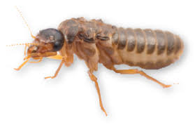 We did not find results for: Termite Control West Termite Pest Lawn Serving Ar And Ok