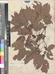 Image result for Monanthotaxis afra