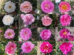 Morphological Characterization Of Damask Rose Rosa Damascena Herrm Germplasm To Select Superior Accessions Springerlink Rose rosa sp flowers art print by visionspictures.
