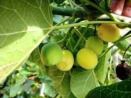 Image result for Jatropha curcas