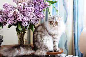 Whether in your yard or in your home, you'll want to keep certain plants and flowers away from your feline companions. 10 Flowers That Are Poisonous To Cats Great Pet Care