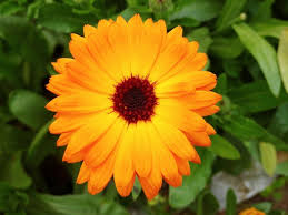 Marigolds and their surprising health benefits - Stodels