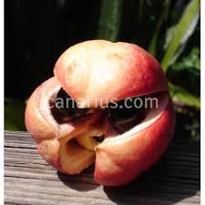 Image result for Blighia