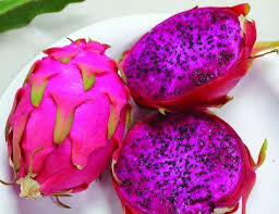 Purple Dragonfruit Dragon Fruit Dragon Fruit Pitaya Red Dragon Fruit