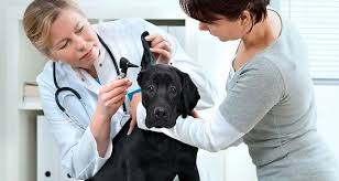 Maybe you would like to learn more about one of these? How To Choose The Right Veterinarian For Your Pet Cesar S Way