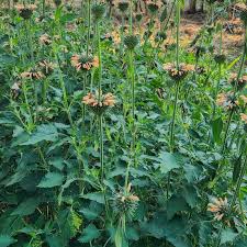 Image result for Leonotis nepetifolia