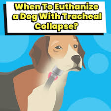 We did not find results for: When Should You Euthanize A Dog With Tracheal Collapse