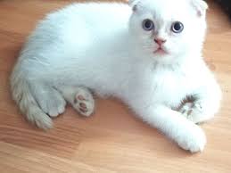 Scottish Fold Kategorisi Kedi Satis
