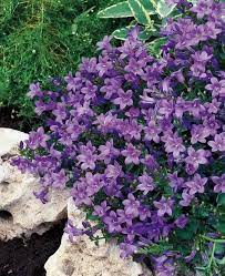 Campanula Glockenblume Part Shade Flowers Shade Flowers Plants