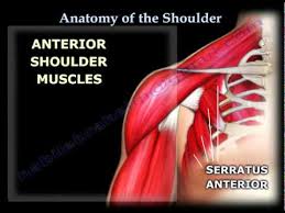 These are located in the shoulder blade area, and each related tendon also attaches to the humerus. Anatomy Of The Shoulder Everything You Need To Know Dr Nabil Ebraheim Youtube