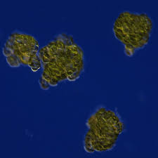 Image result for Coleochloa